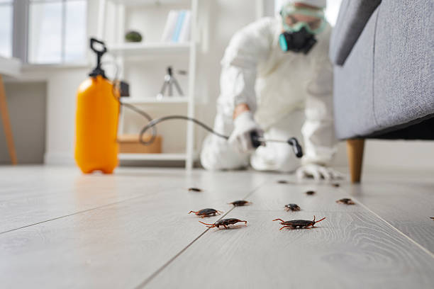Commercial Kitchen Cockroach Control in Coral Springs